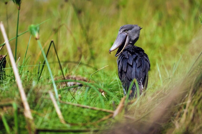 Uganda: Mabamba Swamp Shoebill Birdwatching Tour 1