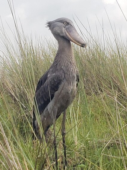 Picture 8 for Activity Uganda: Mabamba Swamp Shoebill Birdwatching Tour 4