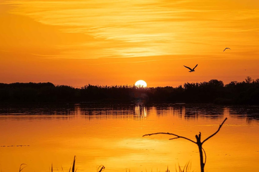 Camargue: Special sunrise/sunset photography session with horses and birds 1