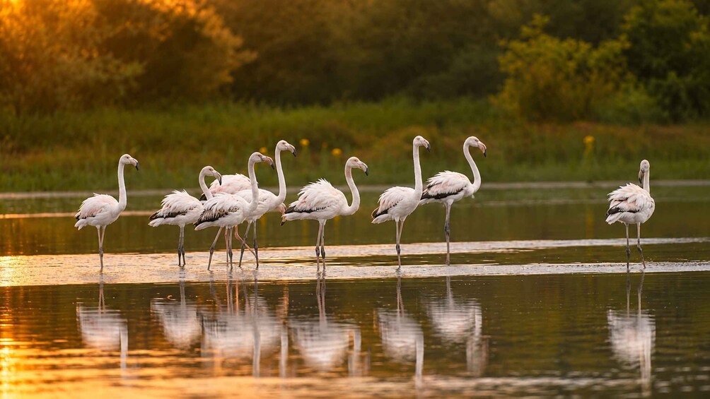 Picture 1 for Activity Camargue: Special sunrise/sunset photography session with horses and birds 5