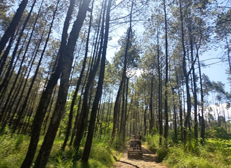 A forest with tall trees and a dirt path. 4