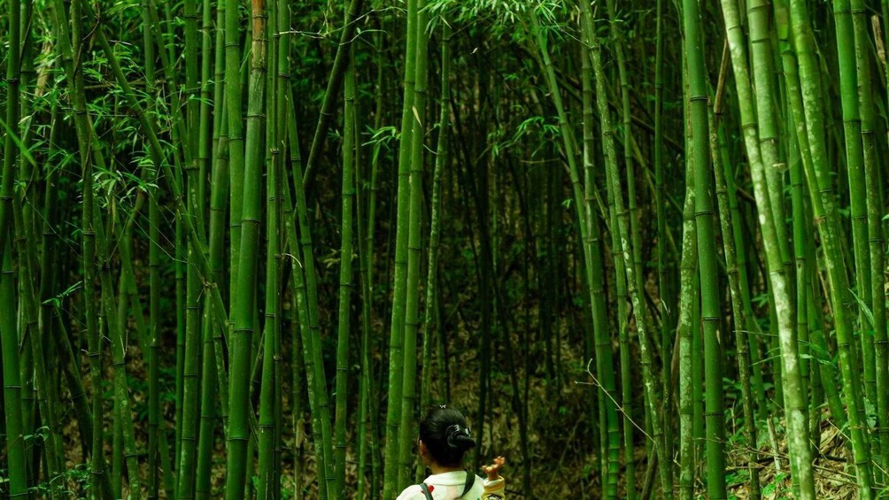 Nanjing: Yixing Bamboo Sea & Huangta Peak Private Day Trip 1