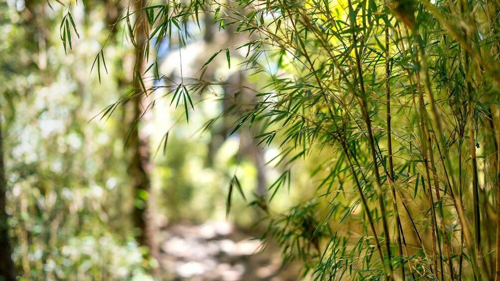 Picture 1 for Activity Nanjing: Yixing Bamboo Sea & Huangta Peak Private Day Trip 2