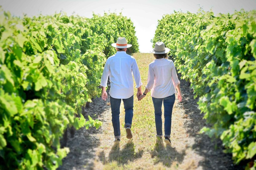 Picture 4 for Activity 10 Minutes from Cognac: Picnic in the Vineyards 4