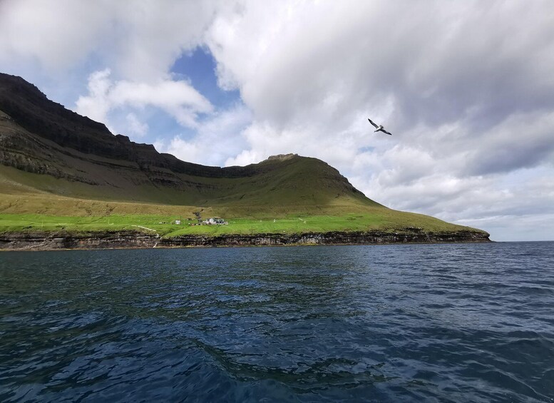 Picture 8 for Activity Seabirds, Seals & Seacaves Tour in Hvannasund 3
