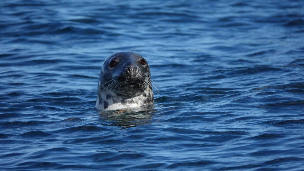 Picture 2 for Activity Seabirds, Seals & Seacaves Tour in Hvannasund 4