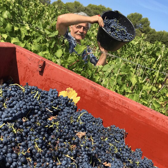 A person harvesting dark purple grapes in a vineyard. 1