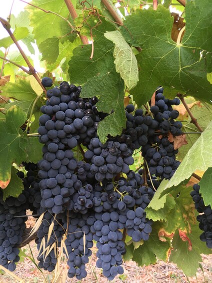Clusters of dark purple grapes growing on vine leaves. 3