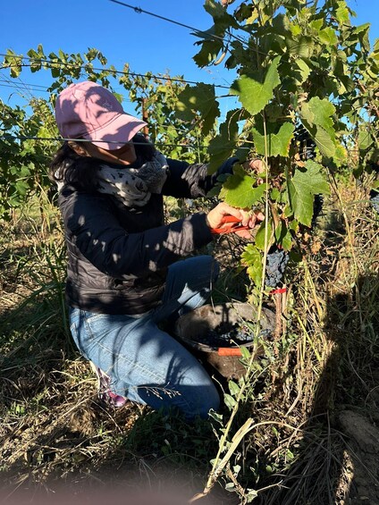 A person harvesting grapes from a vine in a vineyard. 2
