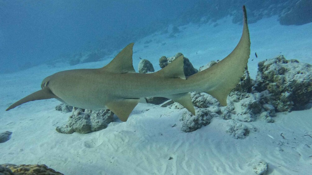 Picture 3 for Activity 4-Hour Sunrise Big Game Fishing Adventure in South Ari Atoll 1