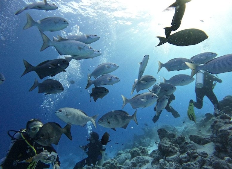 4-Hour Sunrise Big Game Fishing Adventure in South Ari Atoll 2