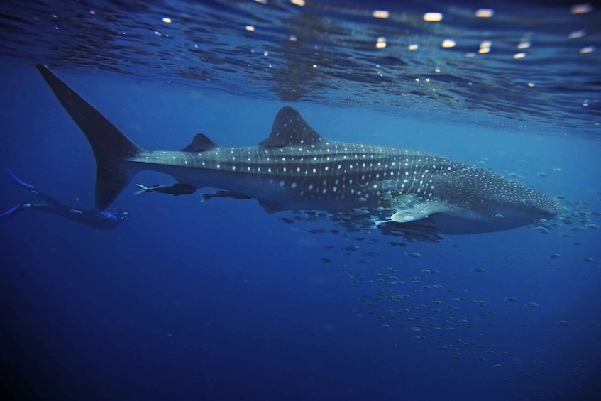 Picture 2 for Activity 4-Hour Sunrise Big Game Fishing Adventure in South Ari Atoll 3