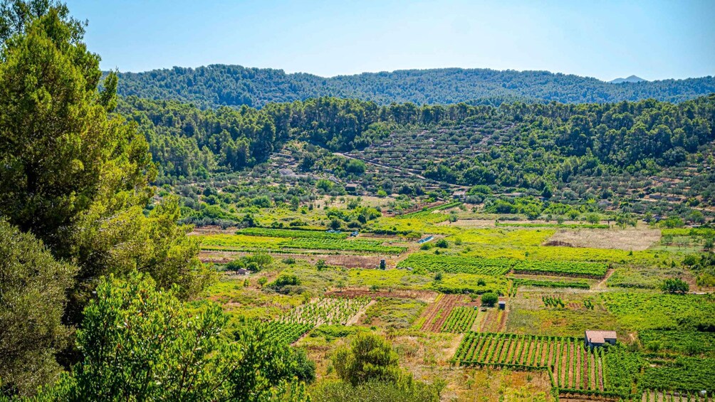 A vineyard with rows of grapevines, a forested hill in the background, and a clear sky. 5