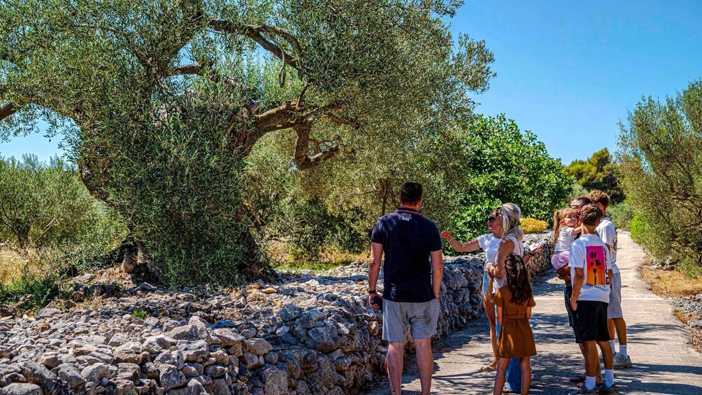 A group of people walking along a stone path in a natural setting with olive trees. 3