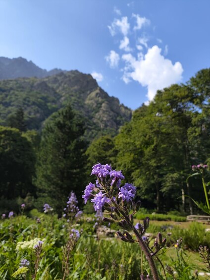The Royal Garden, visit to the "Valderia" Botanical Garden 1