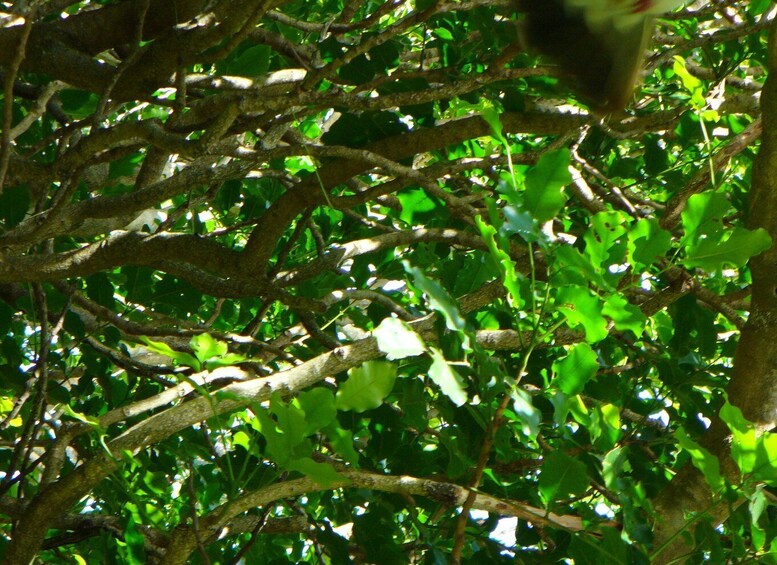 A dense canopy of green leaves and intertwined branches. 3