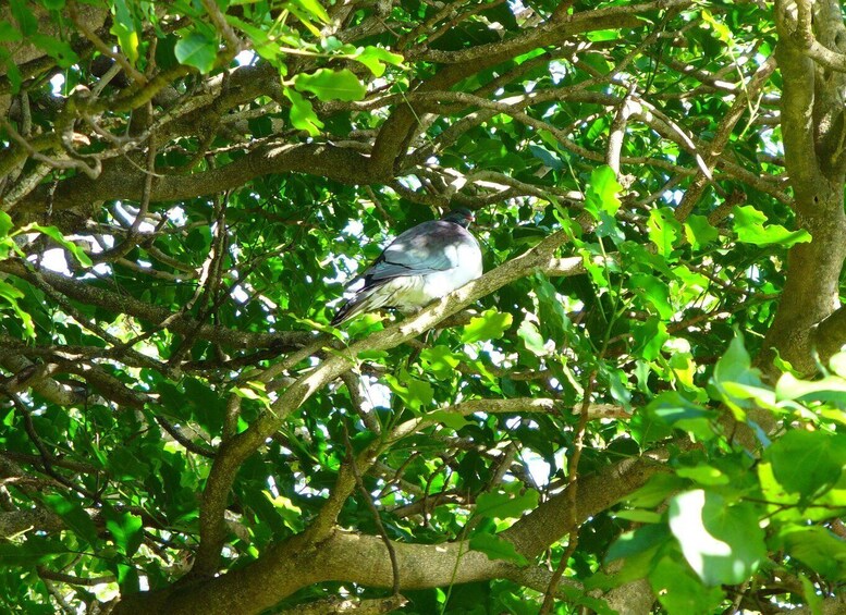 A bird perched on a tree branch amidst dense foliage. 2