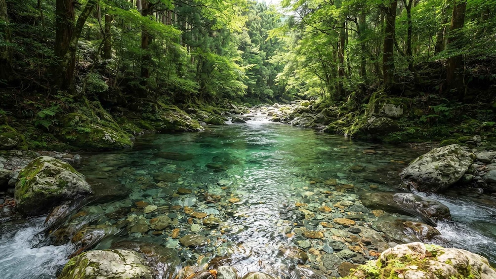 A clear stream surrounded by dense forest. 4