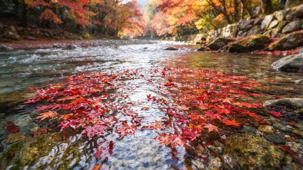 A river with red autumn leaves floating on the water. 2