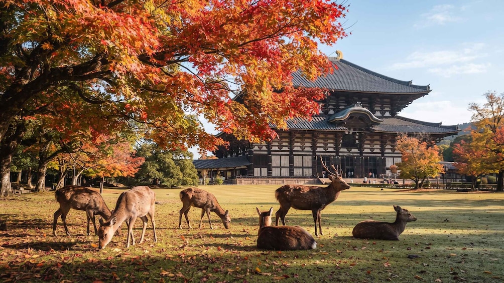 A traditional Japanese building with a tiled roof, surrounded by autumn-colored trees and deer grazing in a park. 1