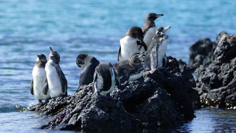 Picture 1 for Activity Isabela Island: Kayak sightseeing tour to Tintoreras with a bilingual tour guide 2