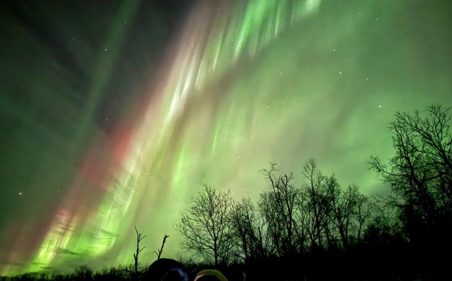 The Northern Lights over a forested landscape. 3