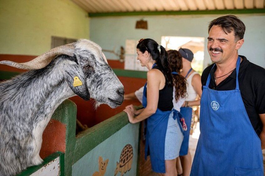 A goat with a yellow tag, a person in a blue apron, and a woman in a white top and blue apron. 4
