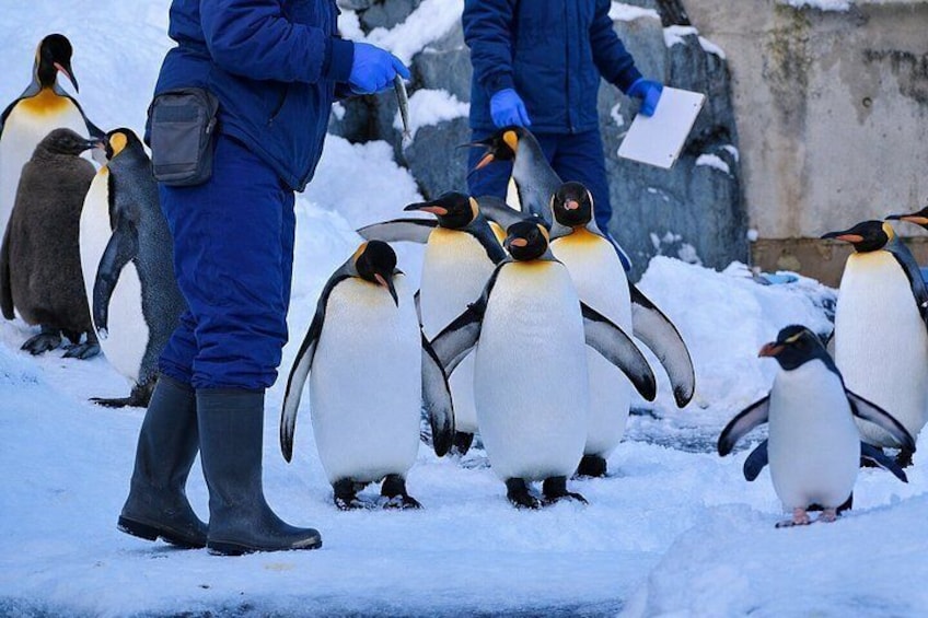 Penguins on a snowy surface with a person holding a clipboard. 1