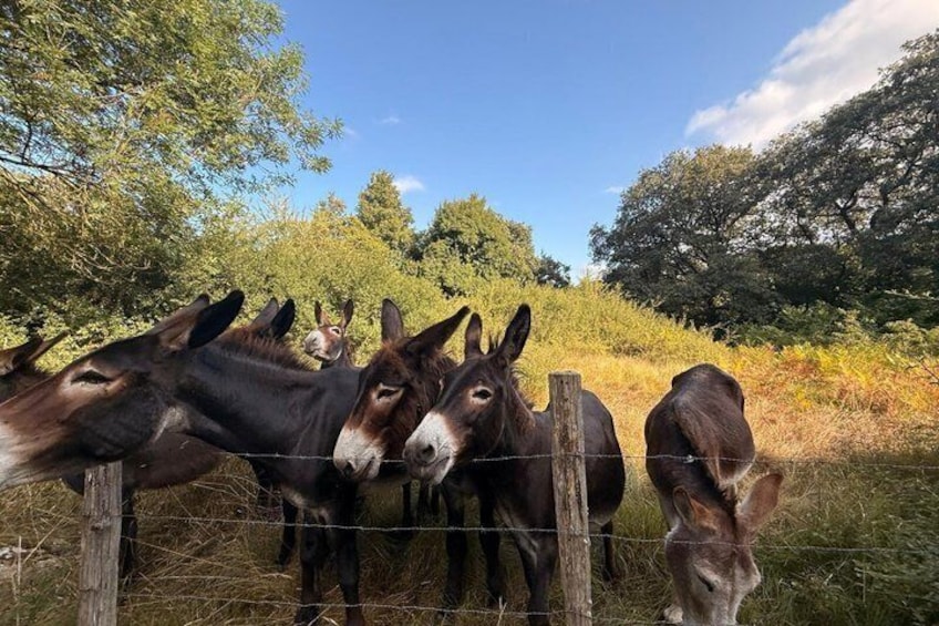 Private Basque Valley Experience with Nature and Local Flavors 3