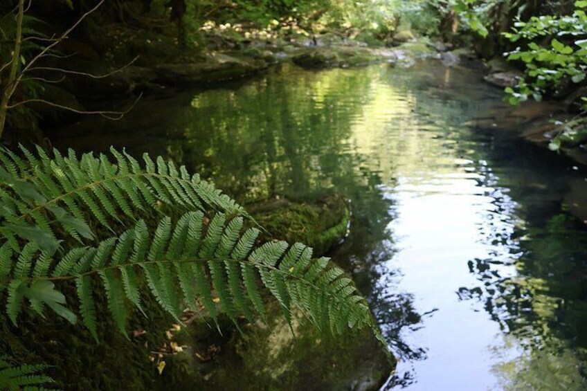 A calm river with a fern leaf in the foreground. 4