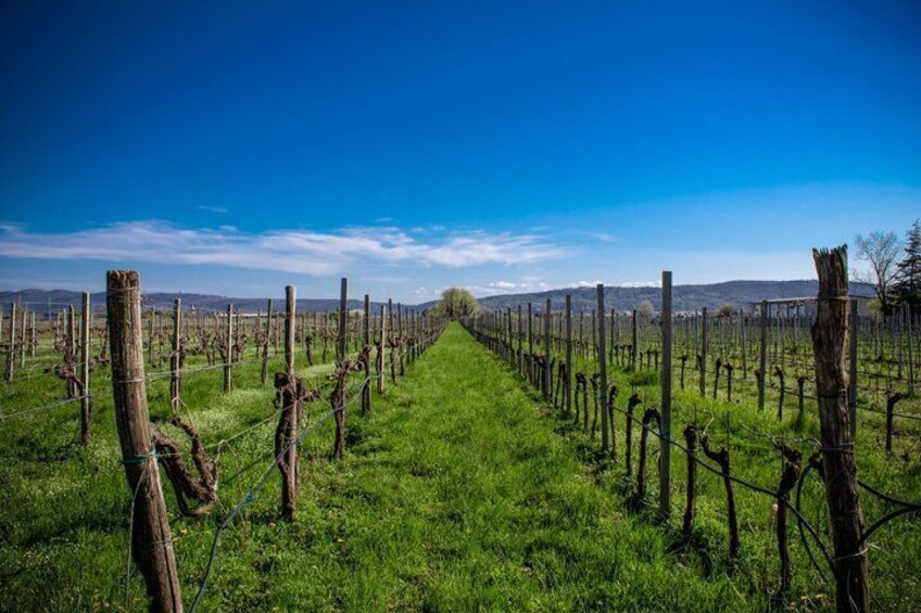 Vespa and Vineyards Collio Goriziano with Tasting 5