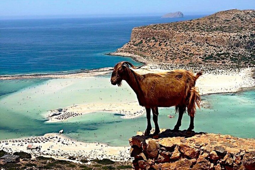A goat standing on a rocky outcrop overlooking a coastal landscape with clear turquoise waters and a sandy beach. 5