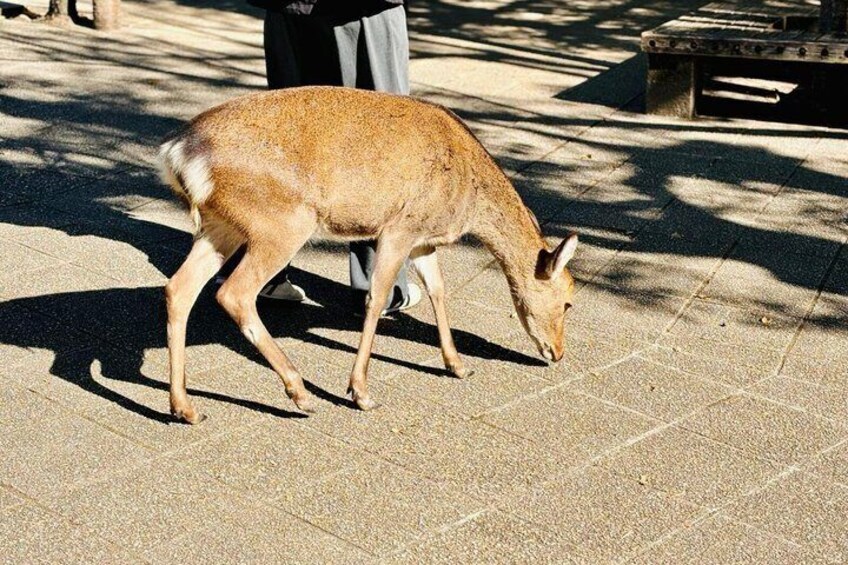 Miyajima Small Group Tour from Hiroshima Station 3