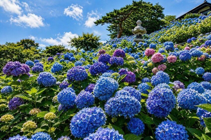 Private 8 Hours Tour To Otaru, Yoichi, & Niki Orchard 5