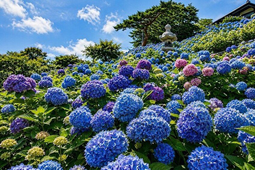 A garden with blue and pink hydrangea flowers, a statue, and a building in the background. 5