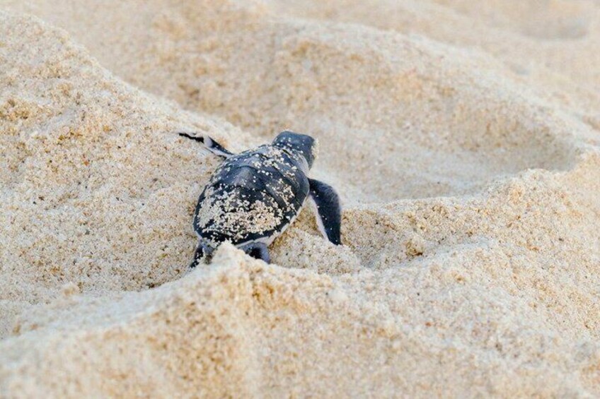 Visit Two Lagoons Island and its White Sandbank Iranja 4