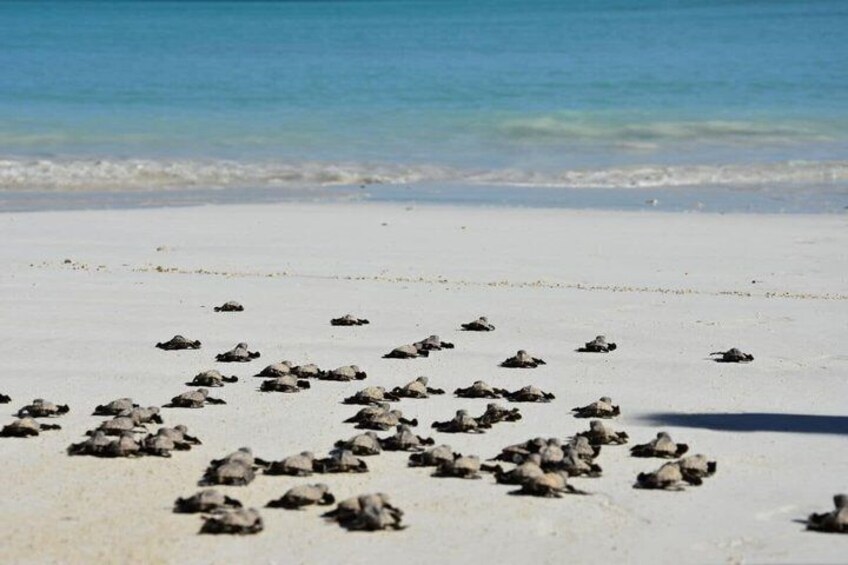Visit Two Lagoons Island and its White Sandbank Iranja 1