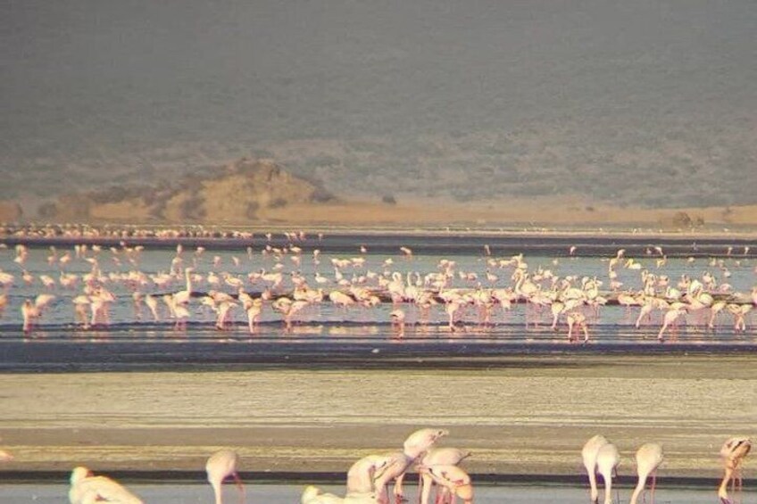 A large flock of flamingos in a shallow water body. 1