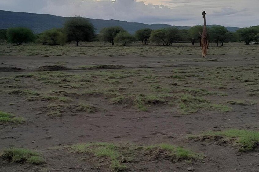 A giraffe walking across a savannah with sparse trees and distant hills. 2
