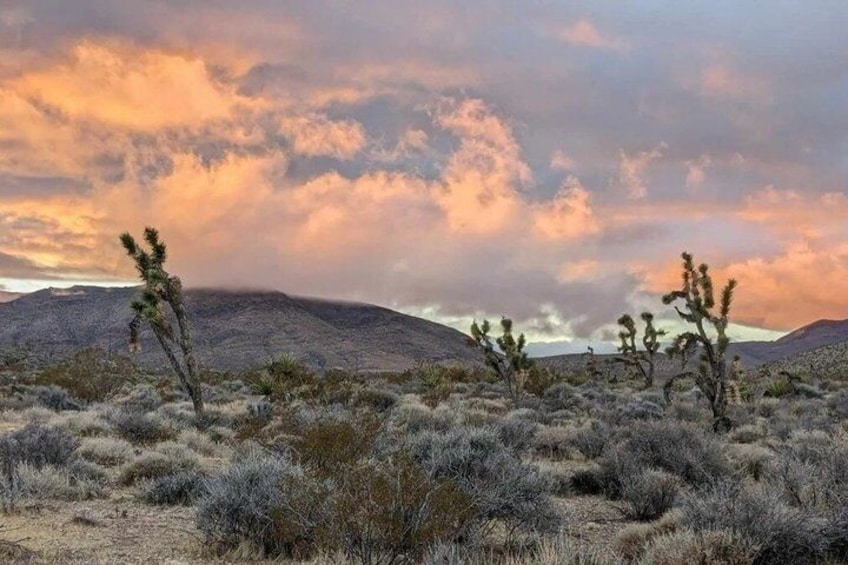 A desert landscape with Joshua trees and a mountain range under a cloudy sky. 3