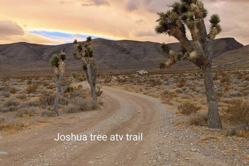A desert landscape with Joshua trees and a dirt road. 5