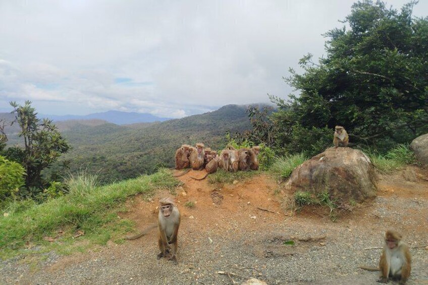 Monkeys on a dirt path, surrounded by greenery and hills. 3