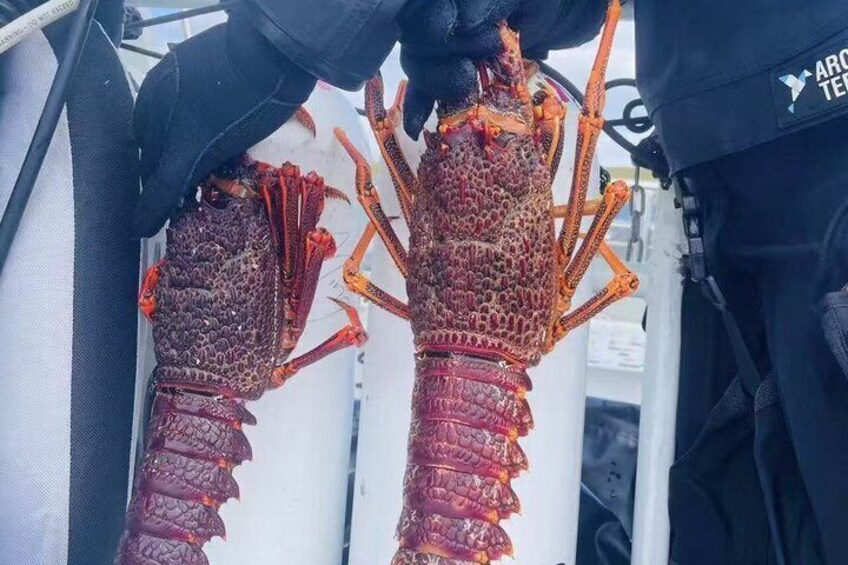 Half-Day Hook, Dive and Grill Yacht Trip in Hobart 5
