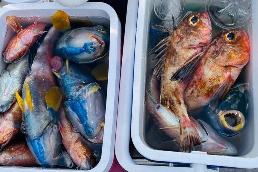 Half-Day Hook, Dive and Grill Yacht Trip in Hobart 3