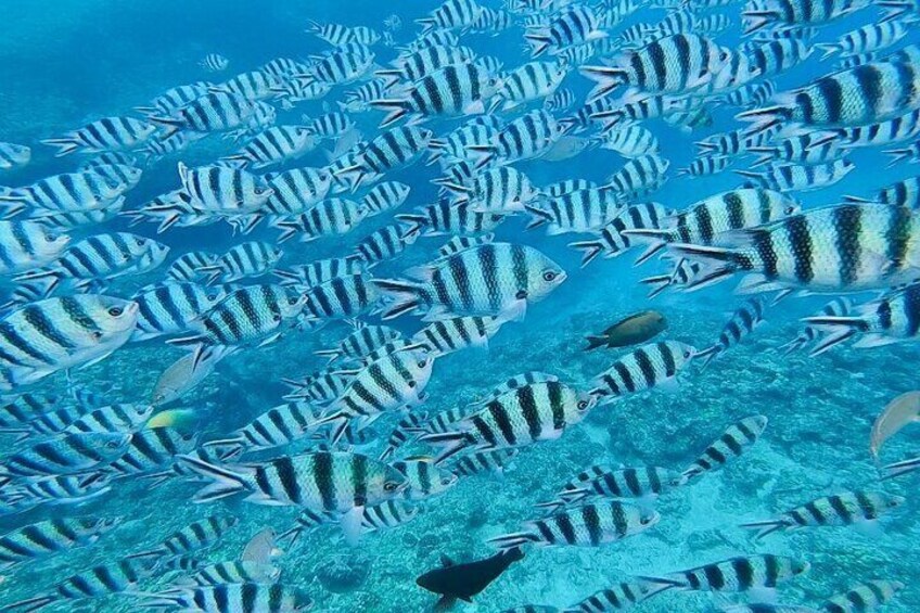 A school of striped fish swimming in the ocean. 3