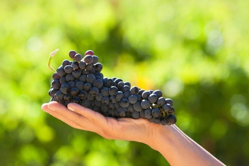 Alcohuaz Signature Wine Tasting 4