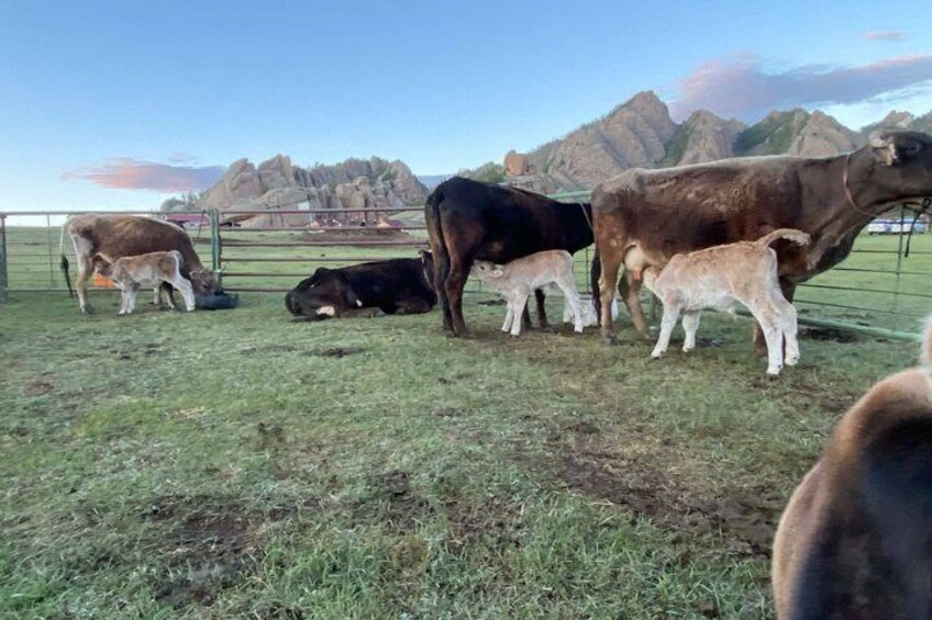 2 Day Terelj Park and Mongolian Nomadic Family Experience 5