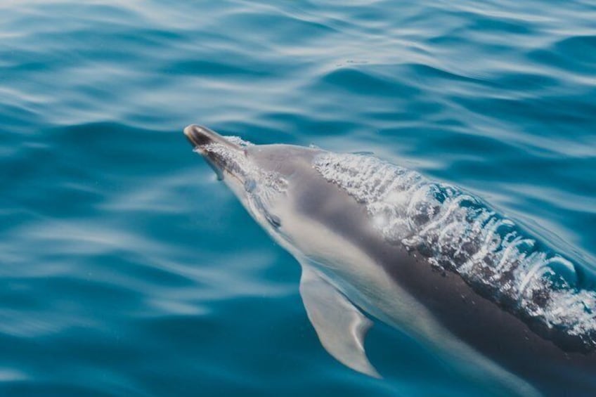 1 Hour Sea Safari RIB Boat Trip 1