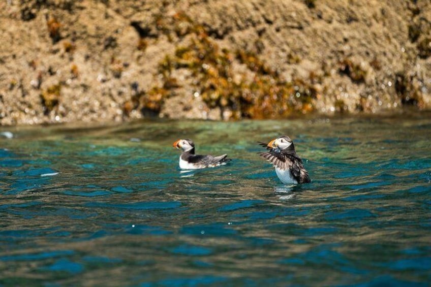 1 Hour Sea Safari RIB Boat Trip 3