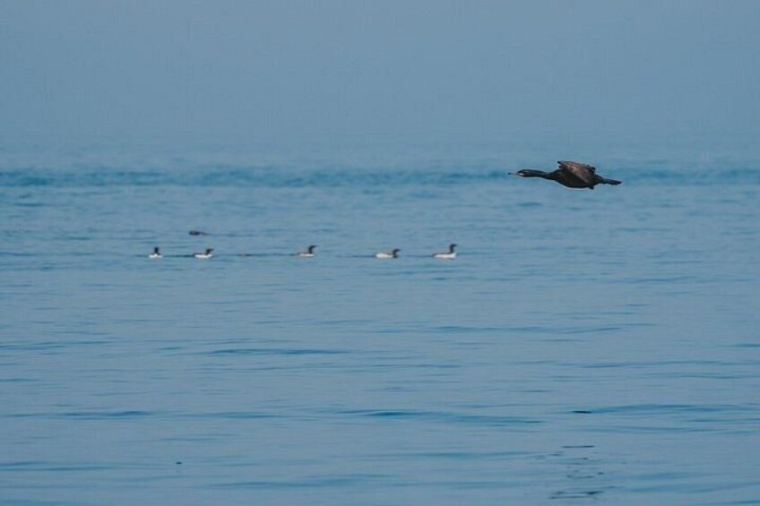 A bird flying over calm water with several ducks swimming below. 4